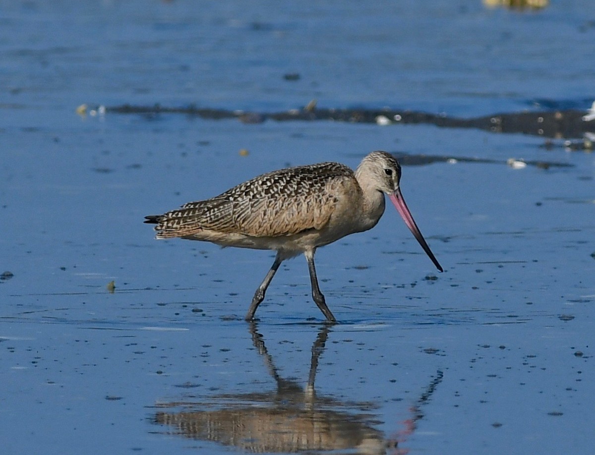 Marbled Godwit - ML108836151