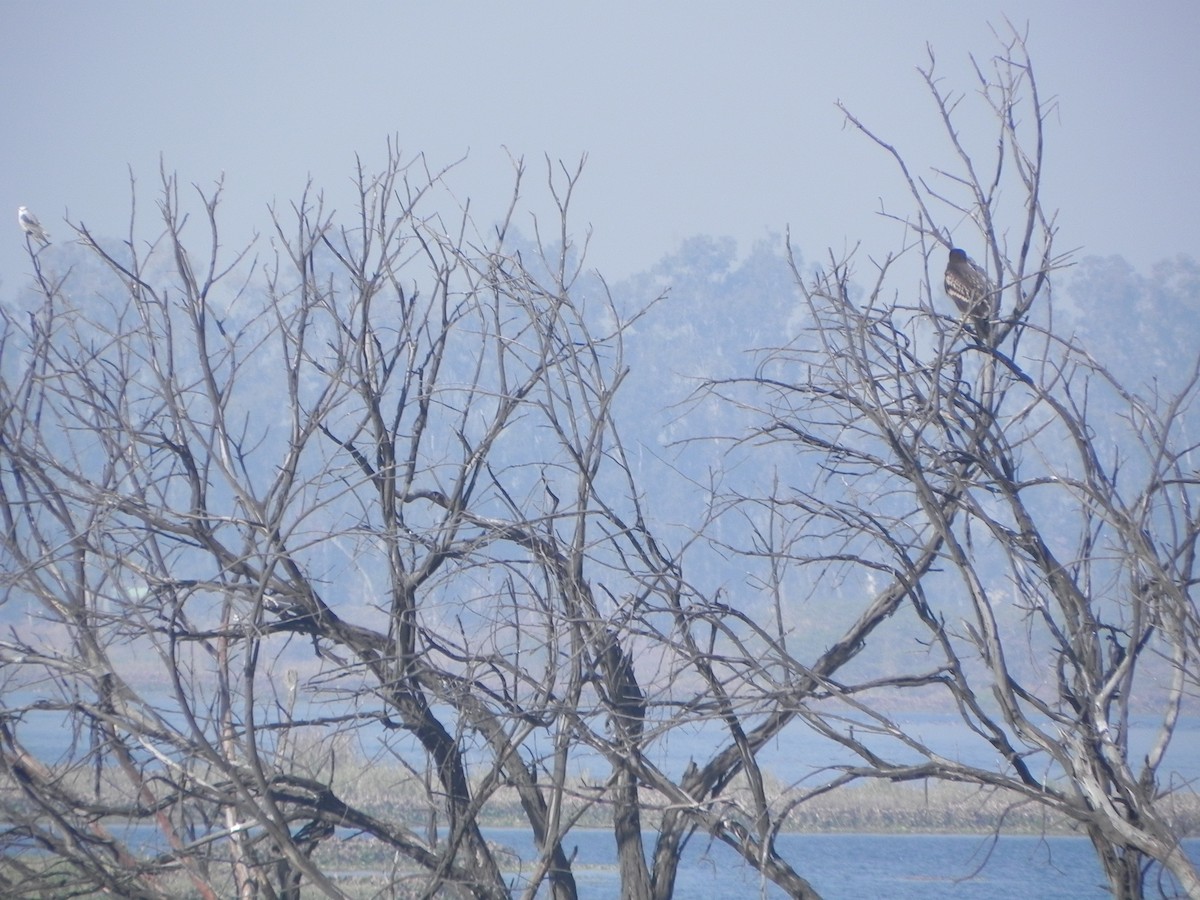 Greater Spotted Eagle - ML108836231