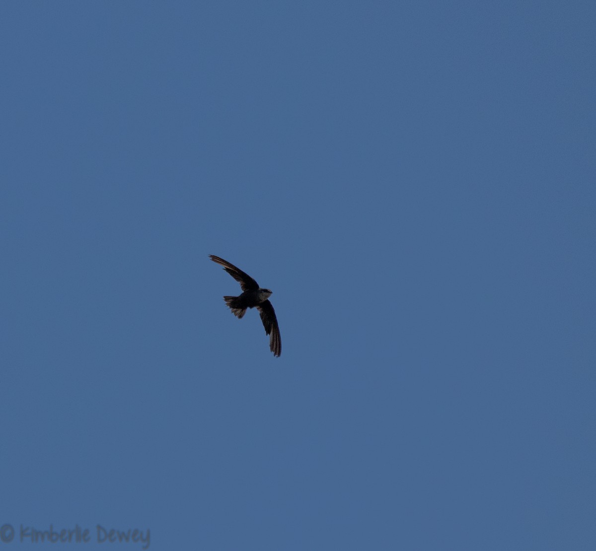 Chimney Swift - Kimberlie Dewey