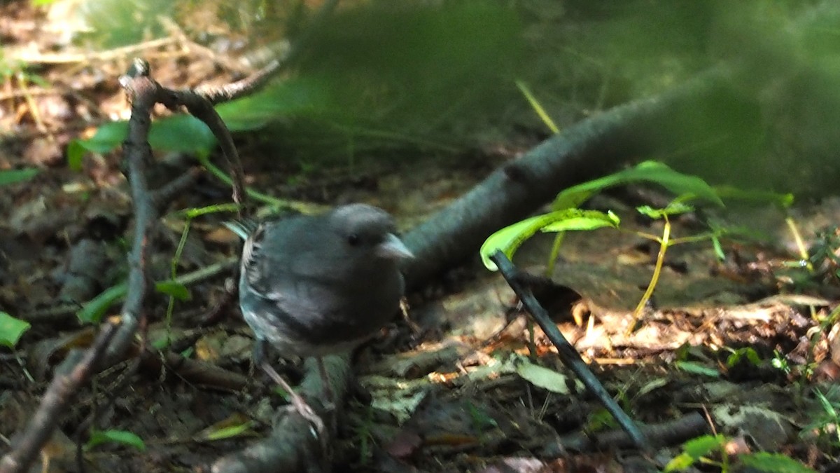 Dark-eyed Junco - ML108836481