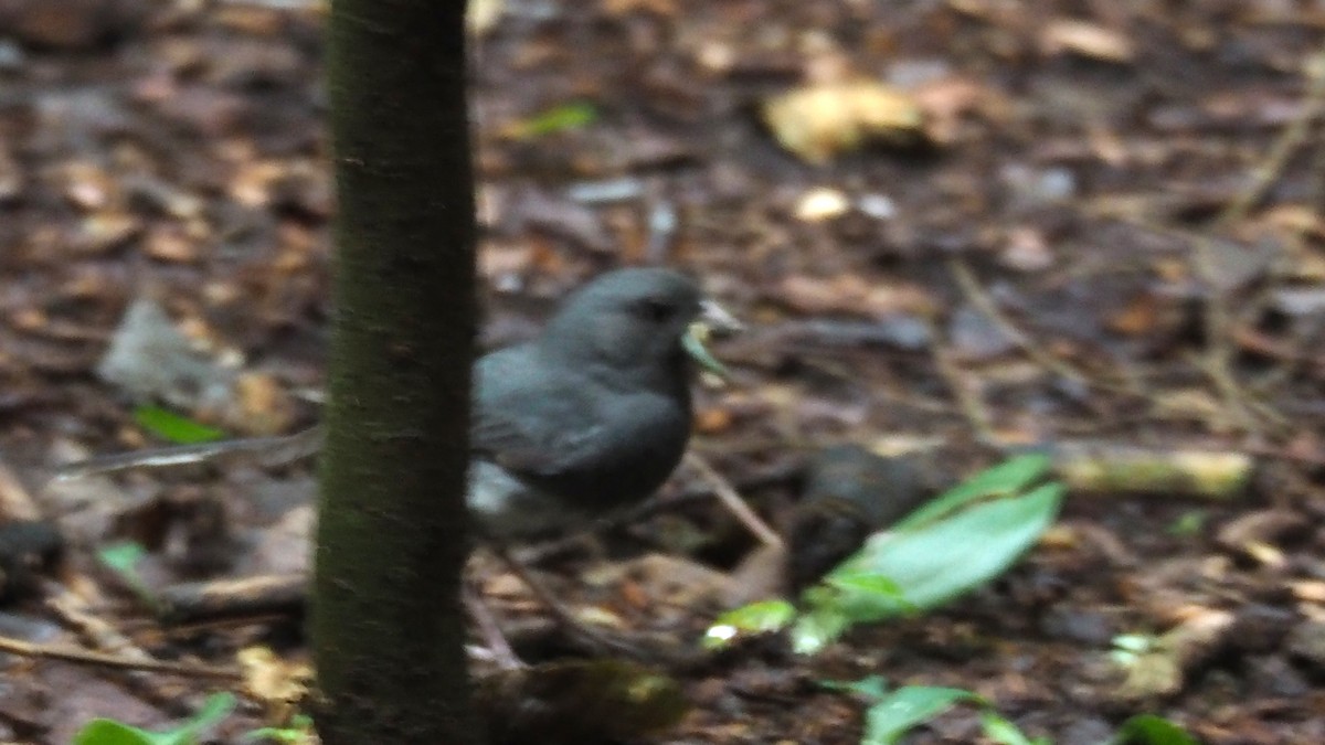 Junco ardoisé - ML108836511