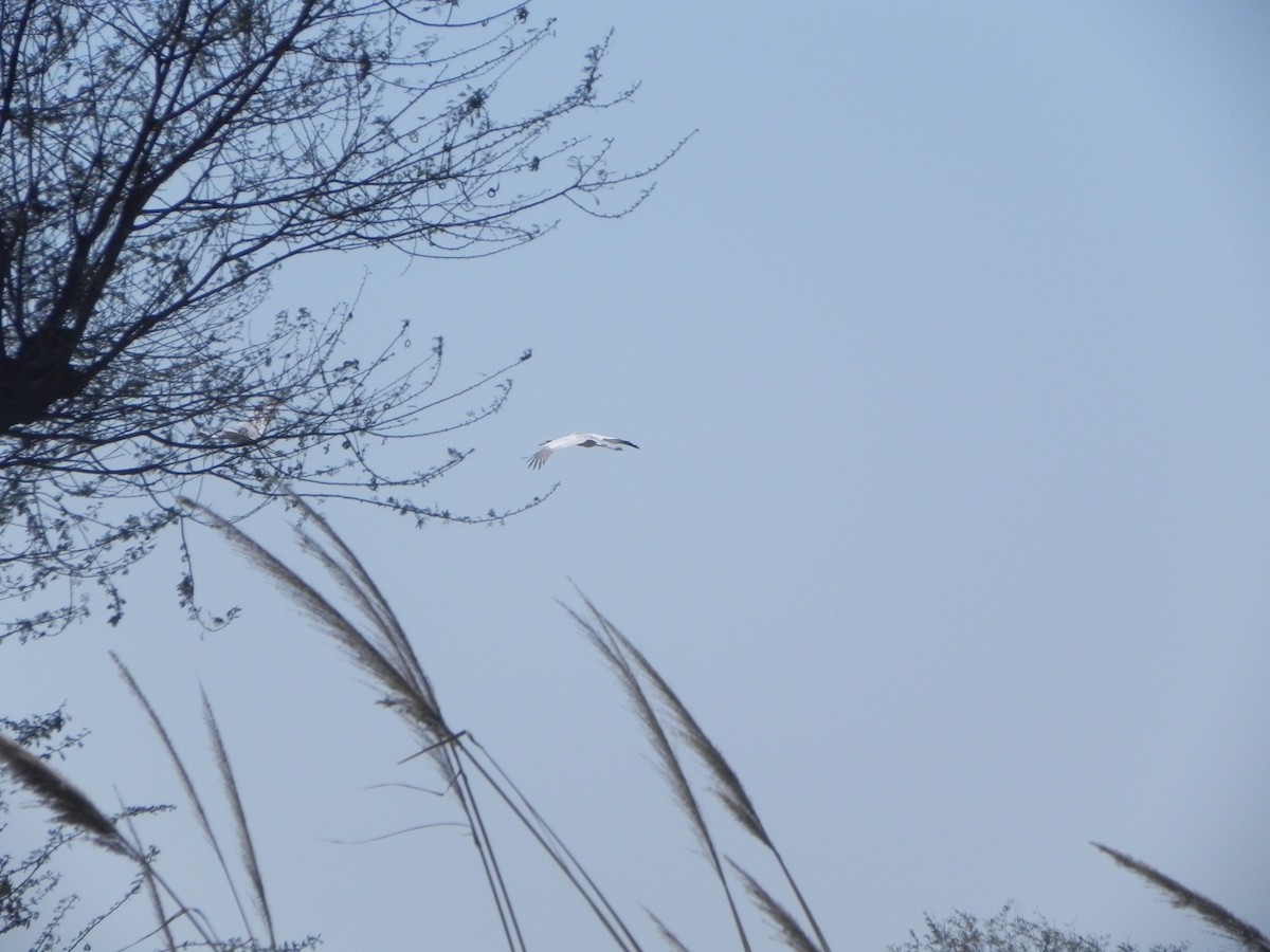 Sarus Crane - ML108837261