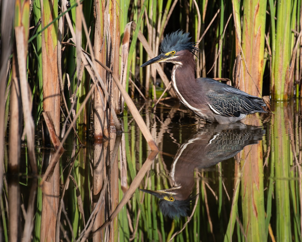 Green Heron - ML108837671
