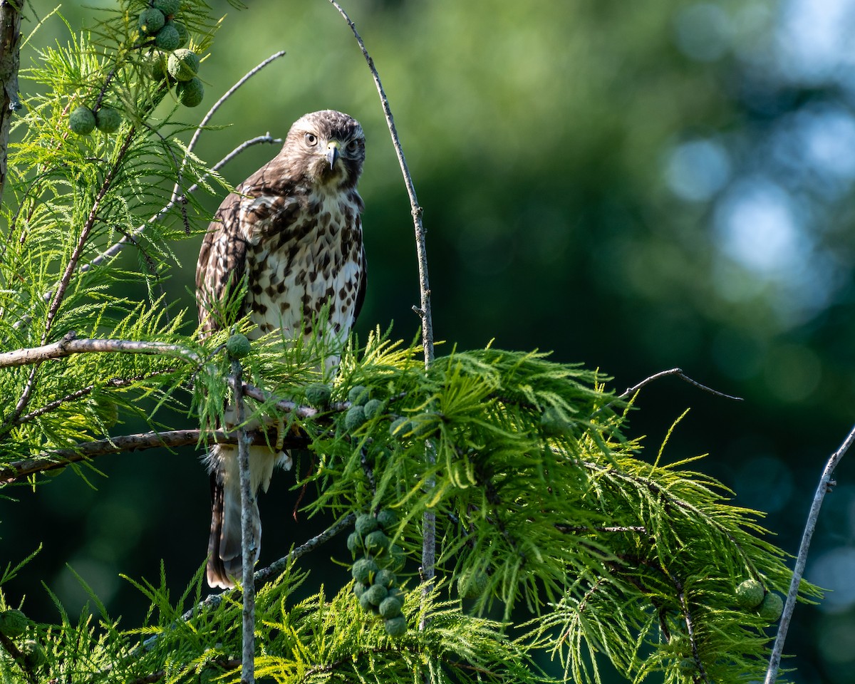 Red-shouldered Hawk - ML108837891