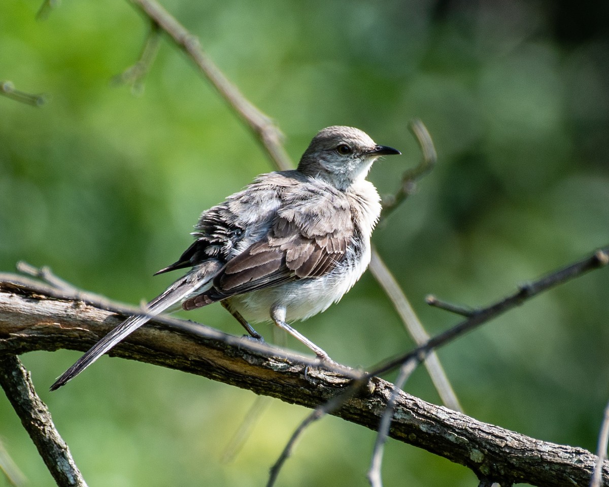 Northern Mockingbird - ML108838071