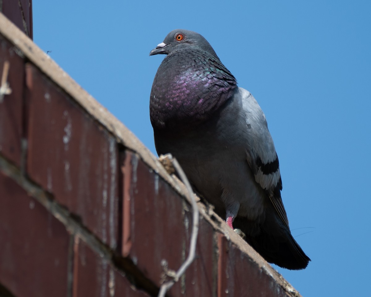 Rock Pigeon (Feral Pigeon) - ML108838331