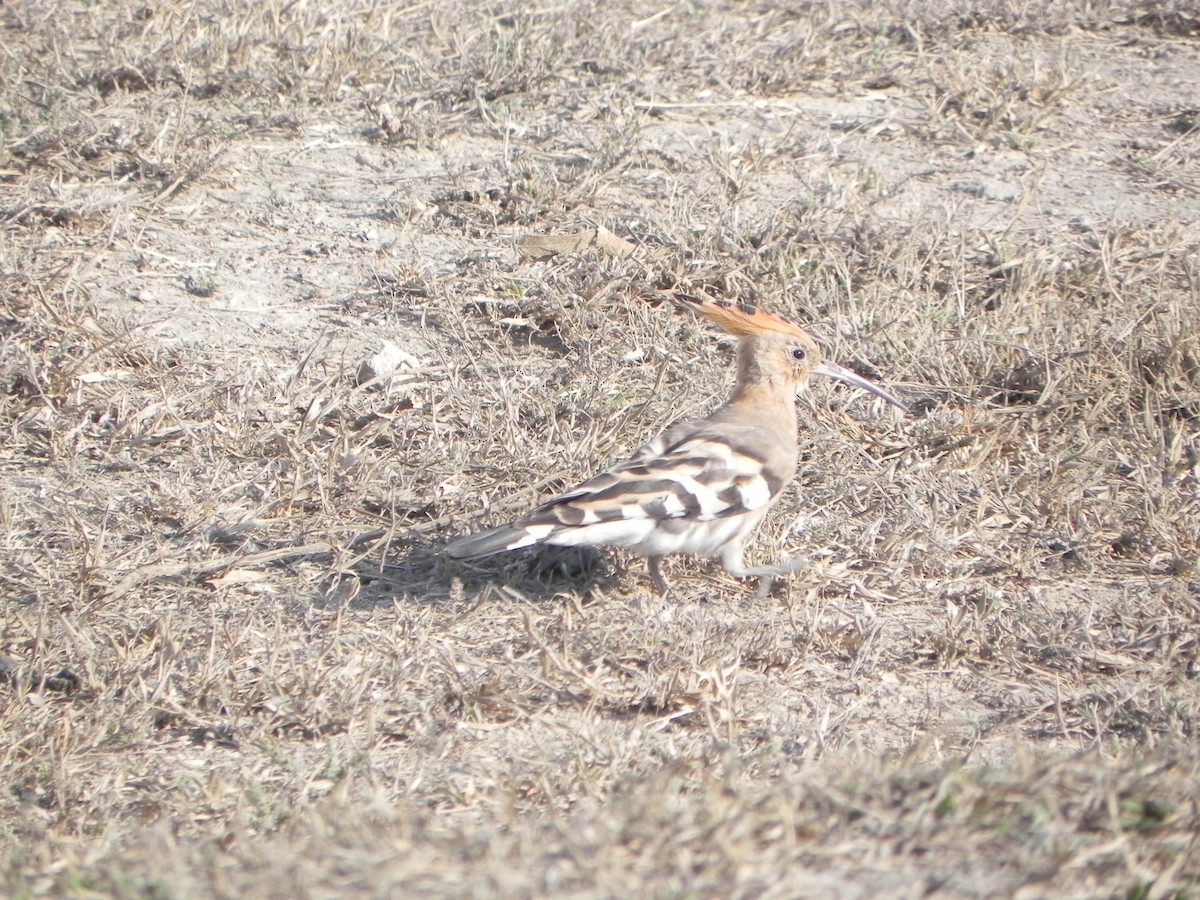 Eurasian Hoopoe - ML108838481