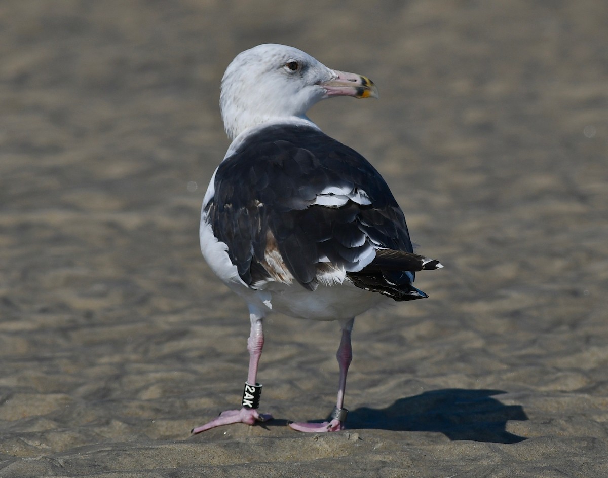 Great Black-backed Gull - ML108838701