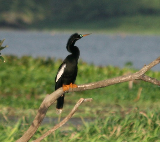 Anhinga - ML108839191