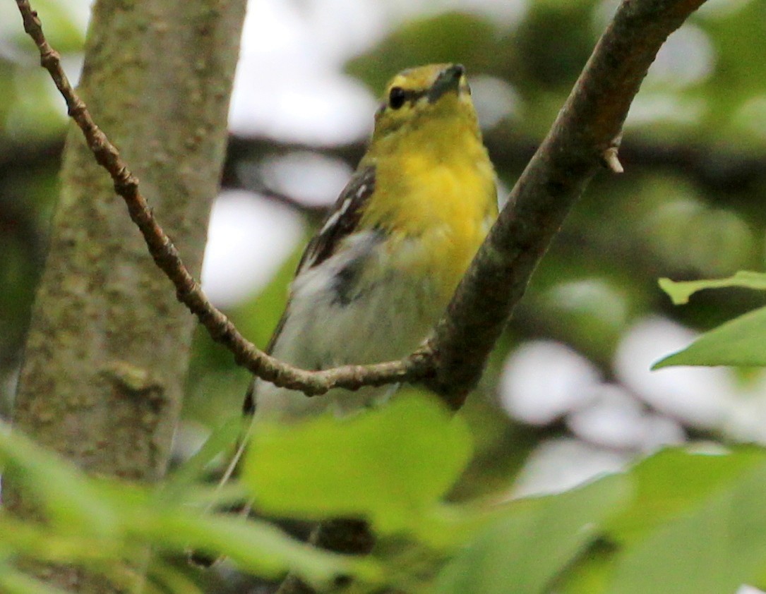 Viréo à gorge jaune - ML108840551