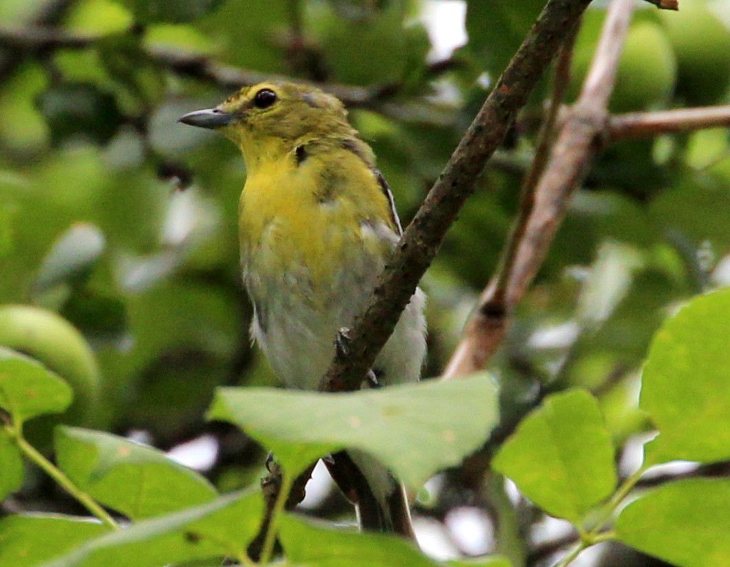 Vireo Gorjiamarillo - ML108840651