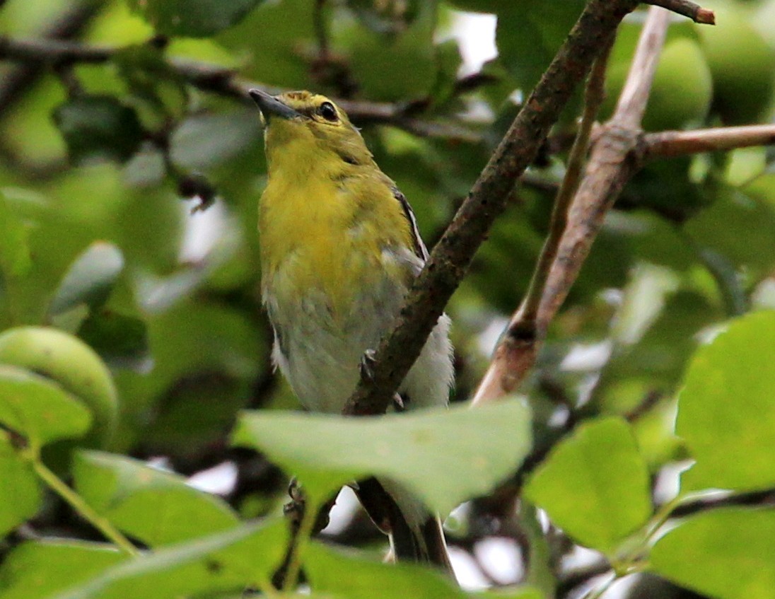 Yellow-throated Vireo - sam hough