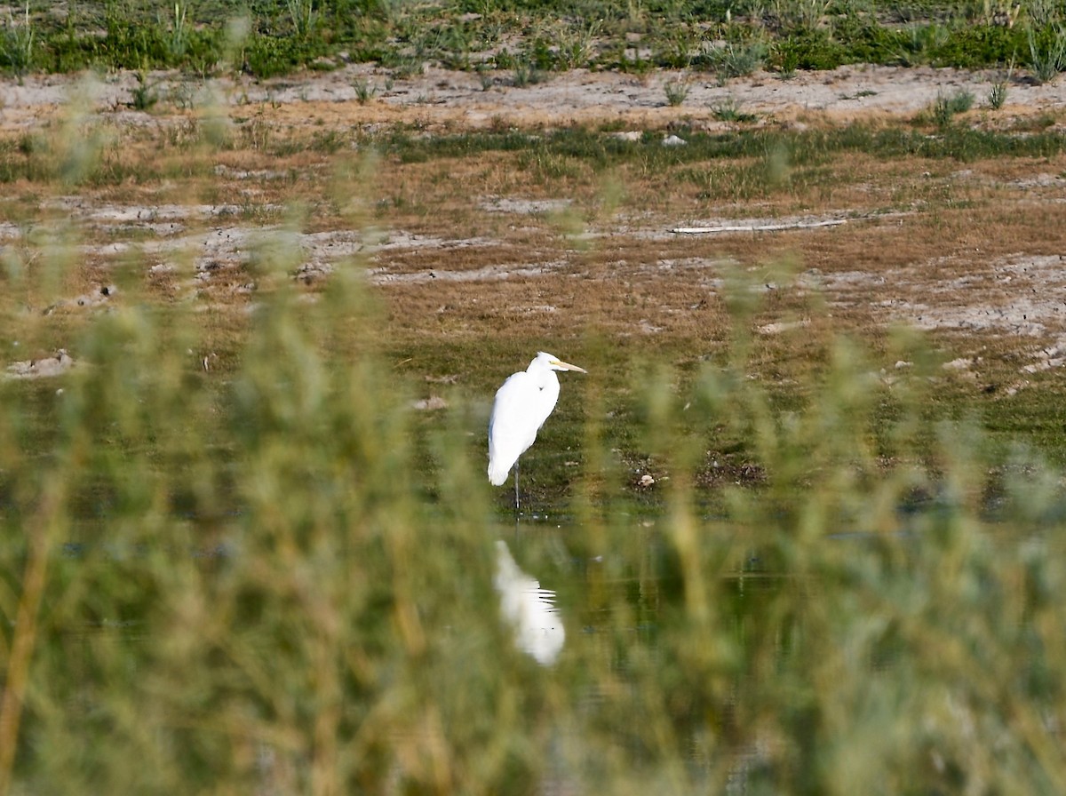 Great Egret - ML108841461