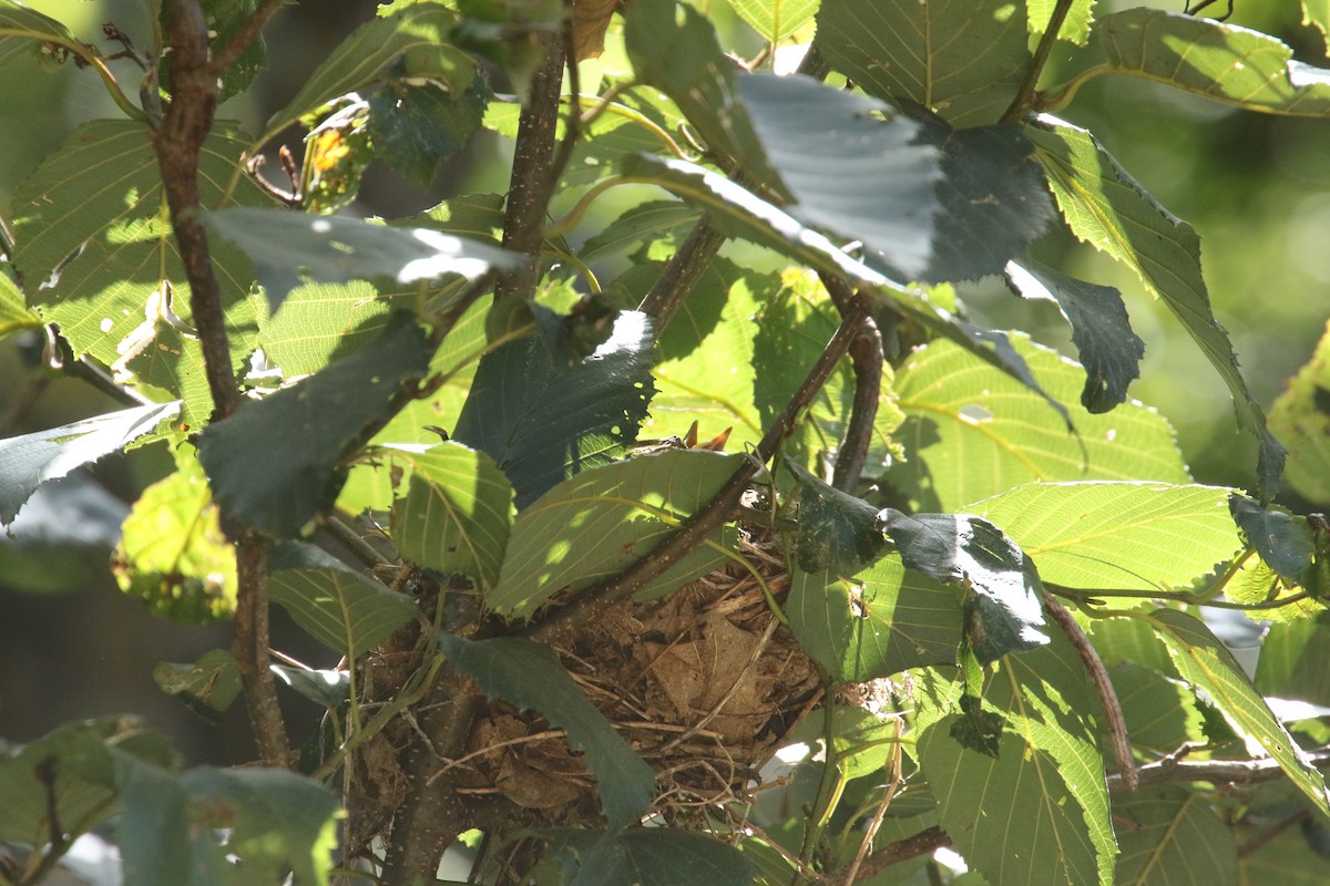 Orange-billed Nightingale-Thrush - ML108843141