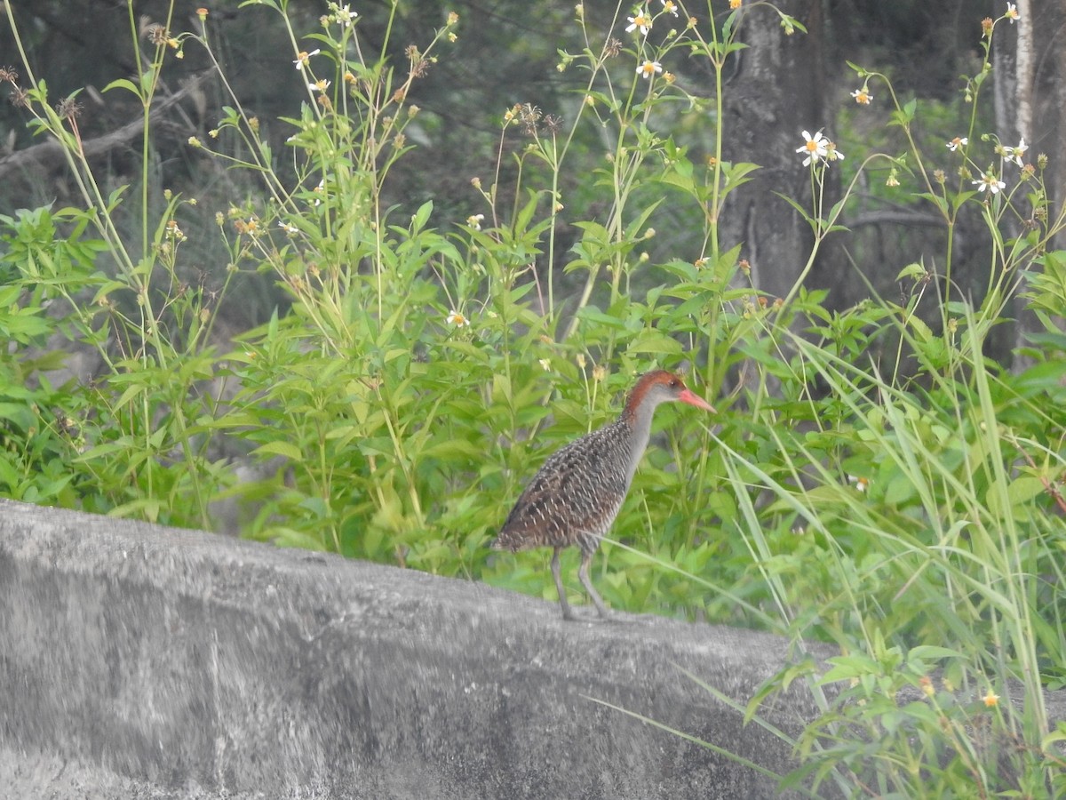 Slaty-breasted Rail - ML108844681