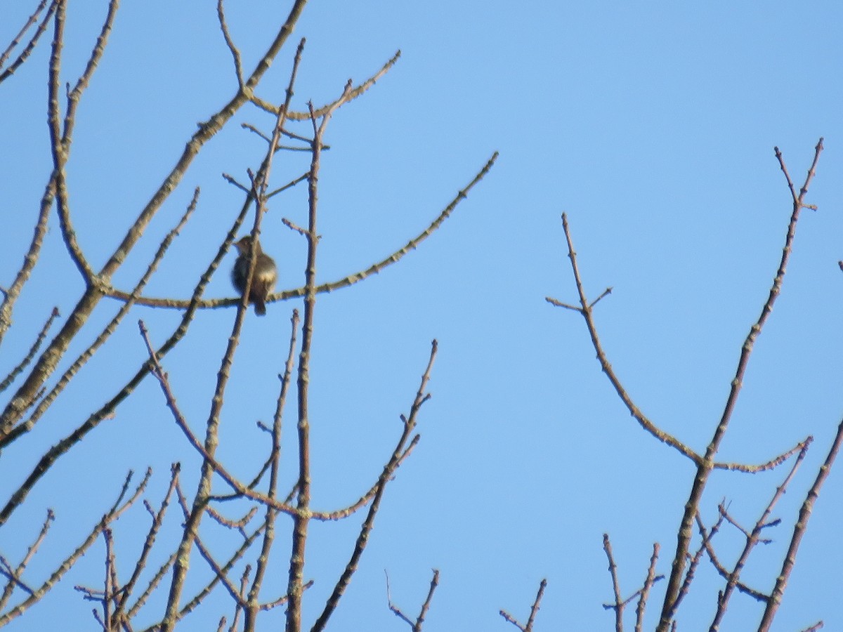 Eastern Wood-Pewee - ML108847921