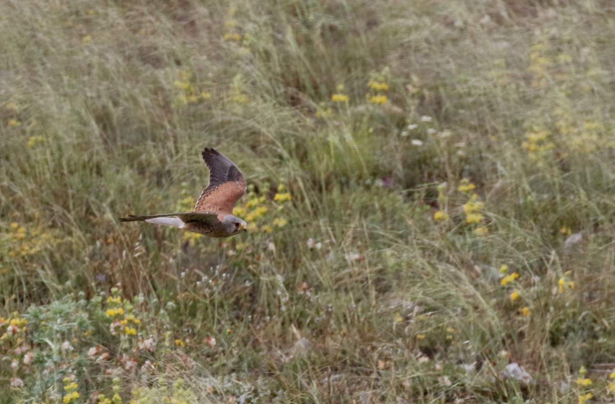 Eurasian Kestrel (Eurasian) - Jay McGowan