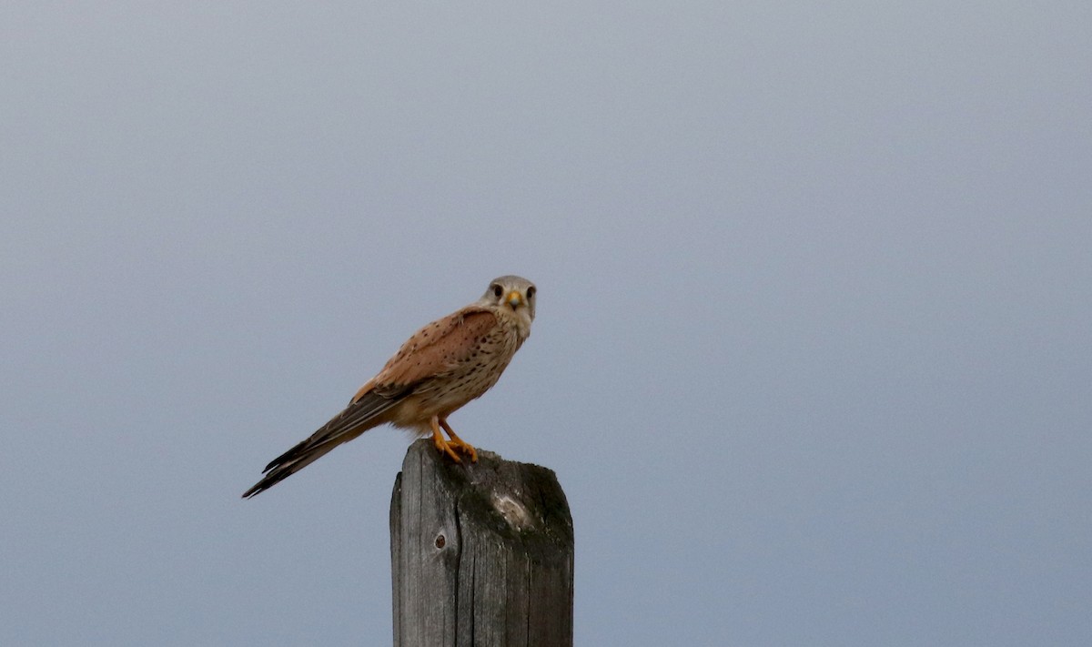 Eurasian Kestrel (Eurasian) - Jay McGowan