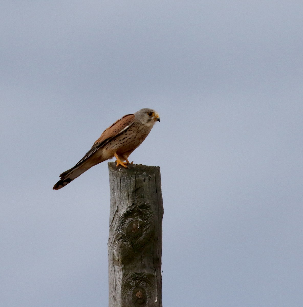 Eurasian Kestrel (Eurasian) - ML108848741