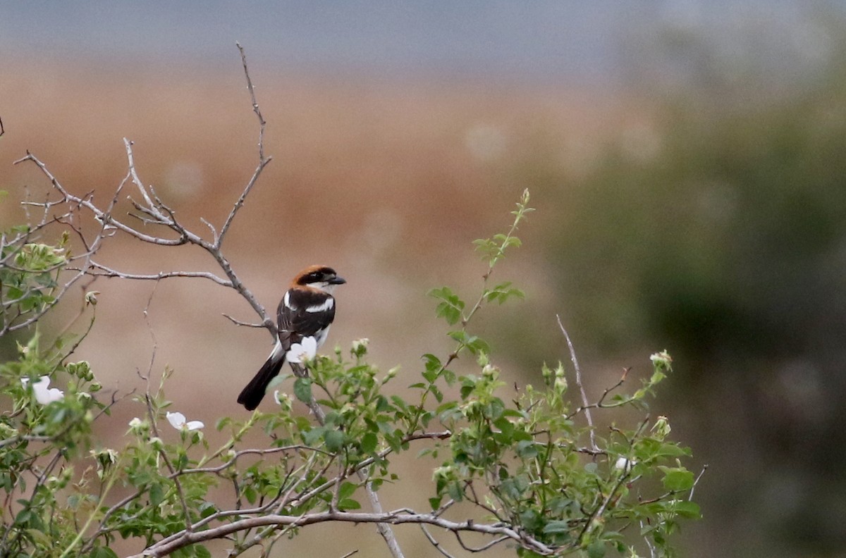 Woodchat Shrike (Western) - Jay McGowan