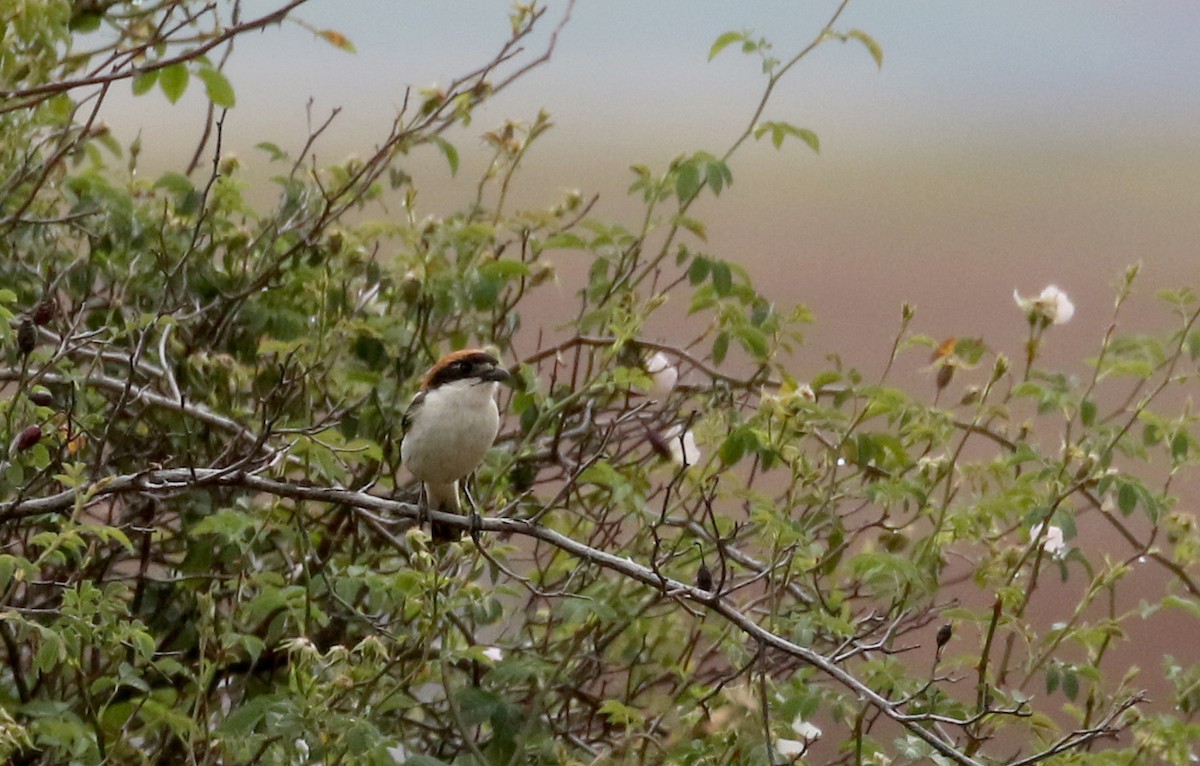 Woodchat Shrike (Western) - Jay McGowan