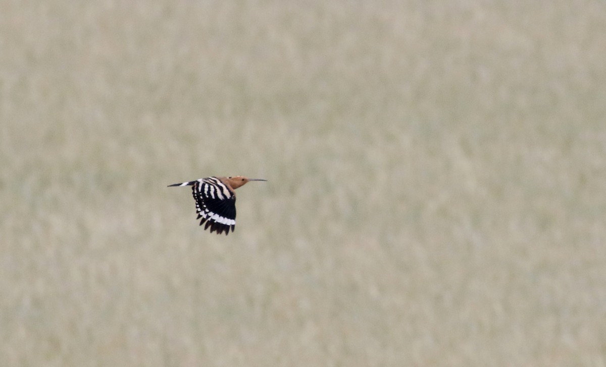 Eurasian Hoopoe (Eurasian) - ML108849761