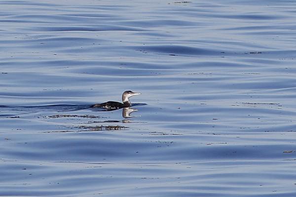 Plongeon huard - ML108850051