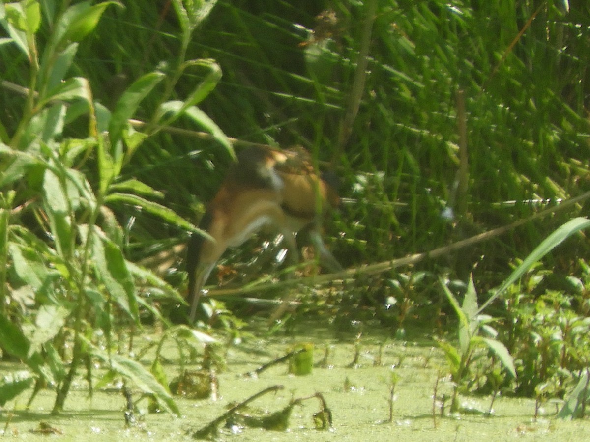 Least Bittern - ML108851681