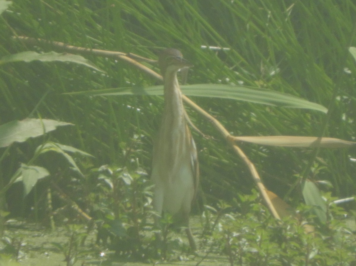 Least Bittern - ML108851741