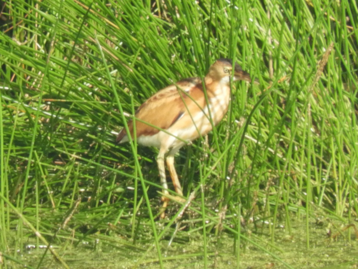 Least Bittern - ML108852011