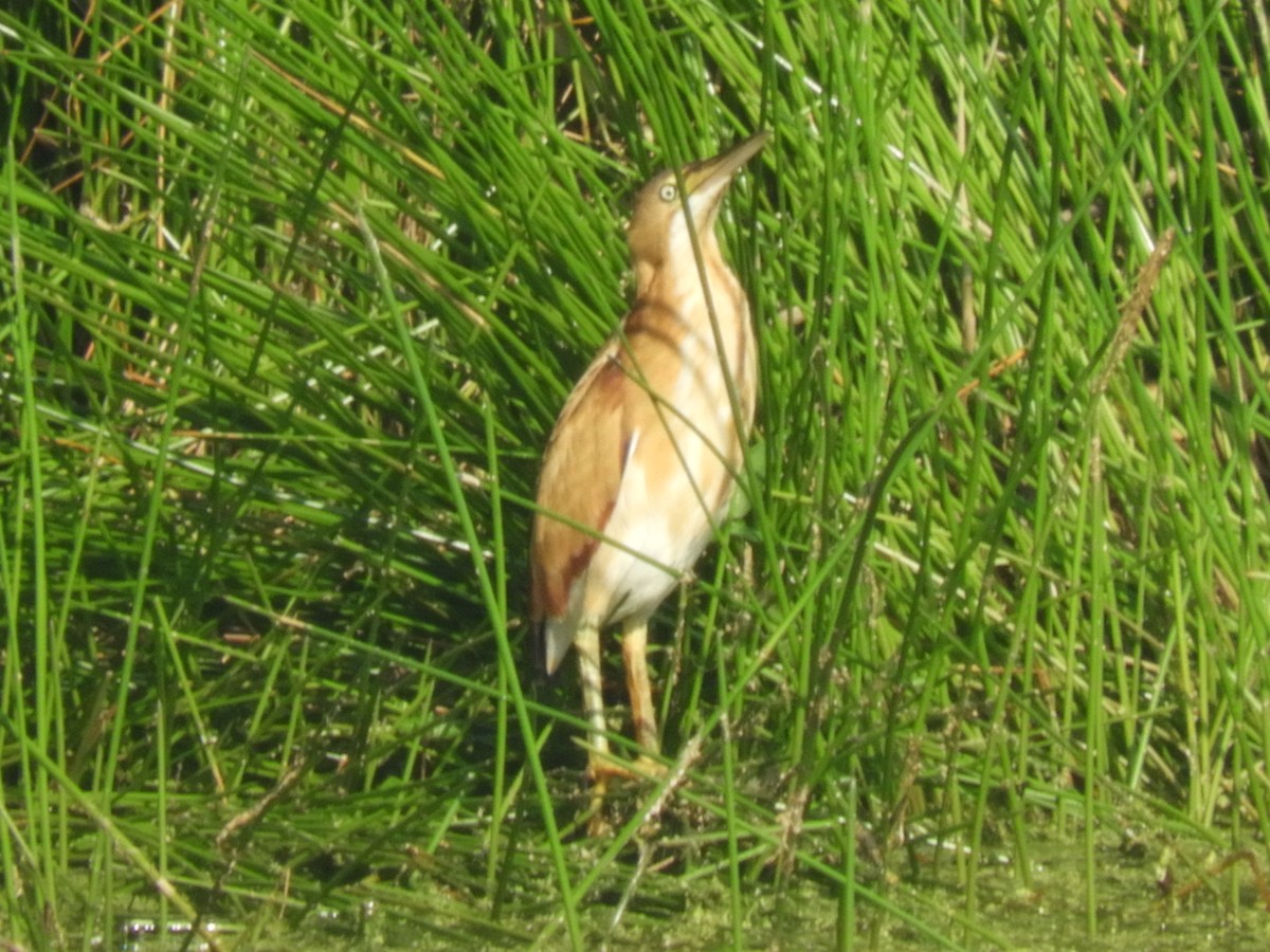 Least Bittern - ML108852051