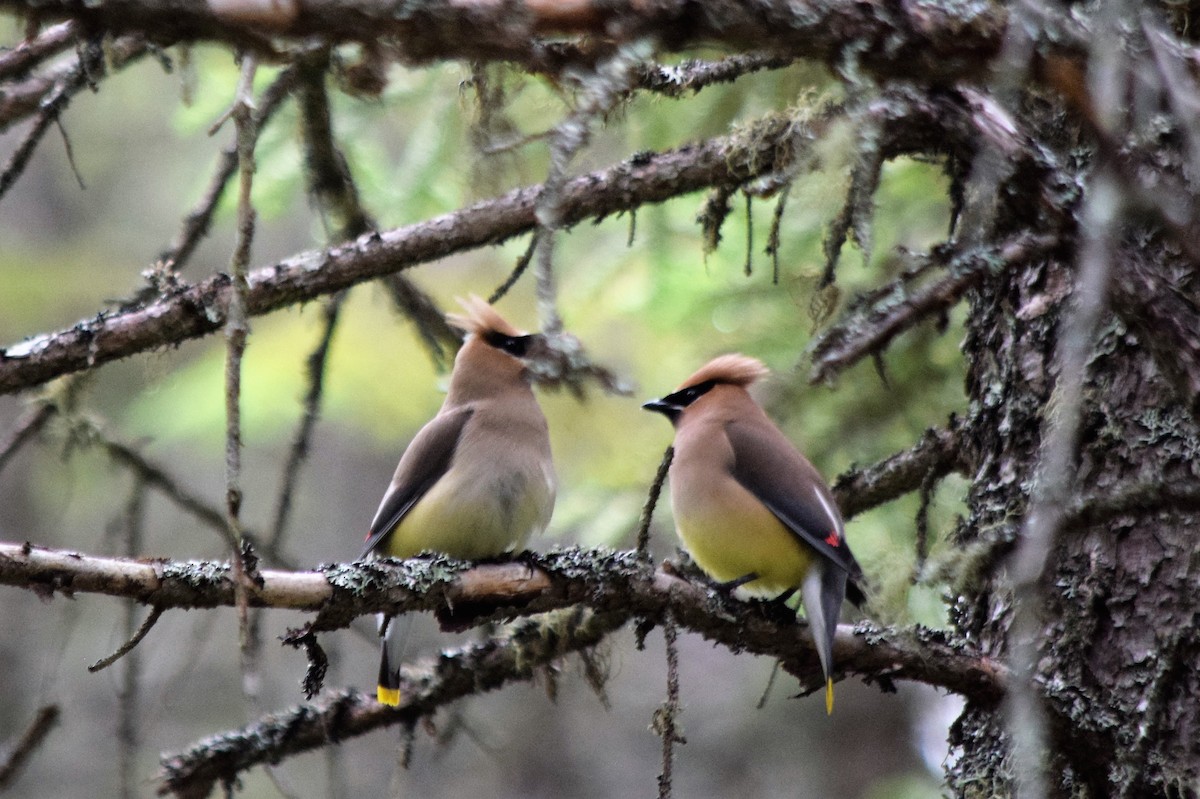 Cedar Waxwing - ML108854571