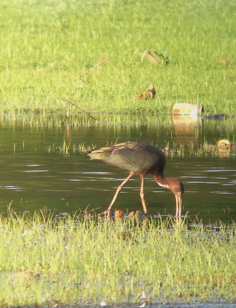 Glossy Ibis - ML108855581