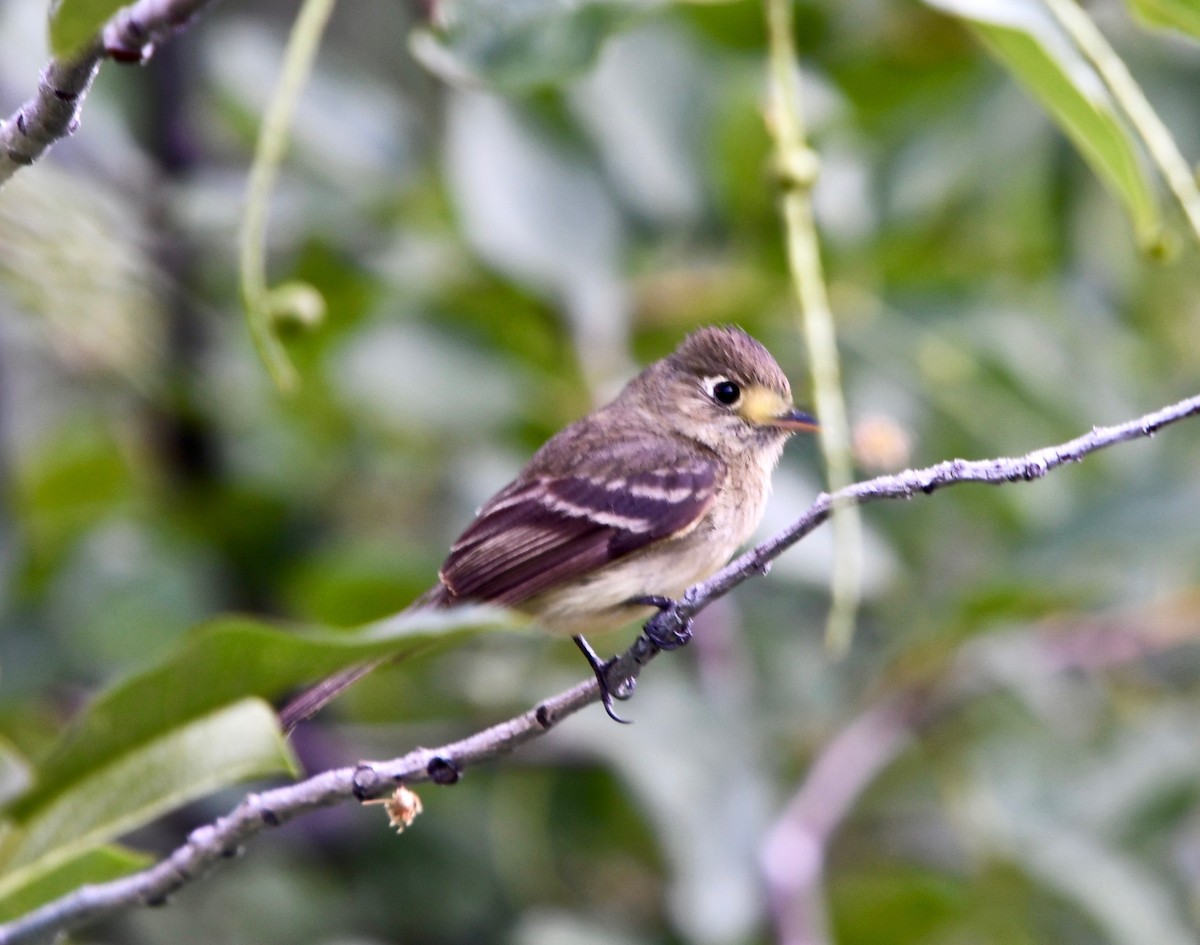 Western Flycatcher (Cordilleran) - ML108856591