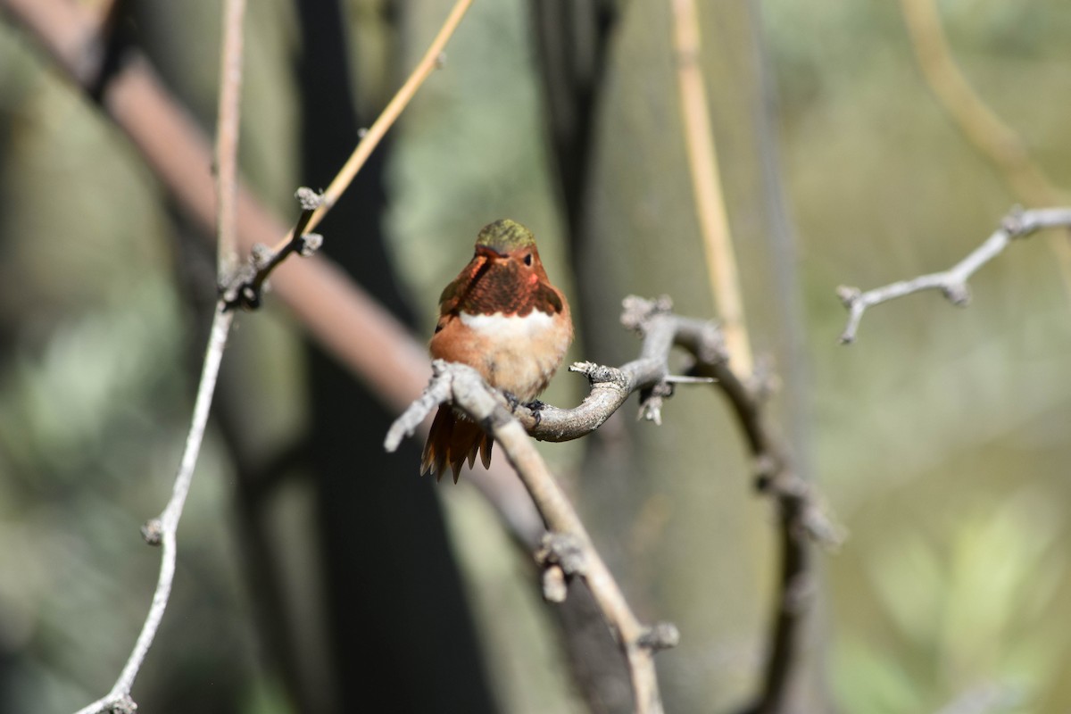 Allen's Hummingbird - ML108856961