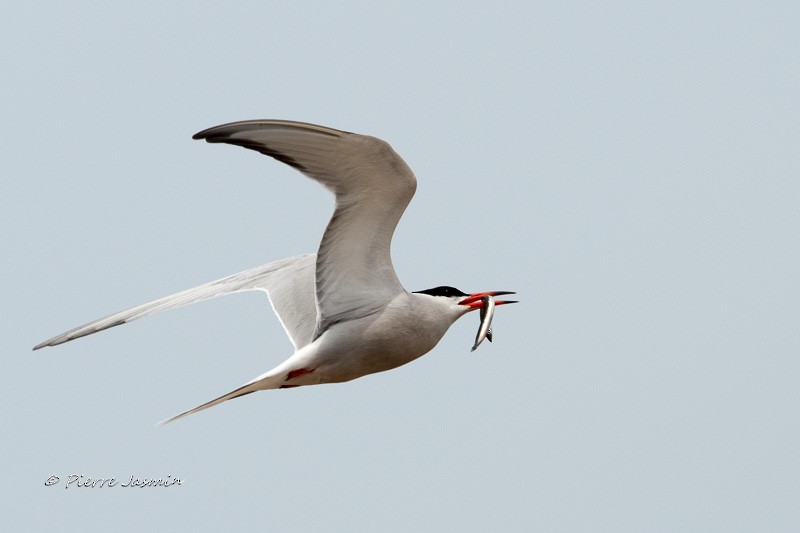 Common Tern - Pierre Jasmin ⚜