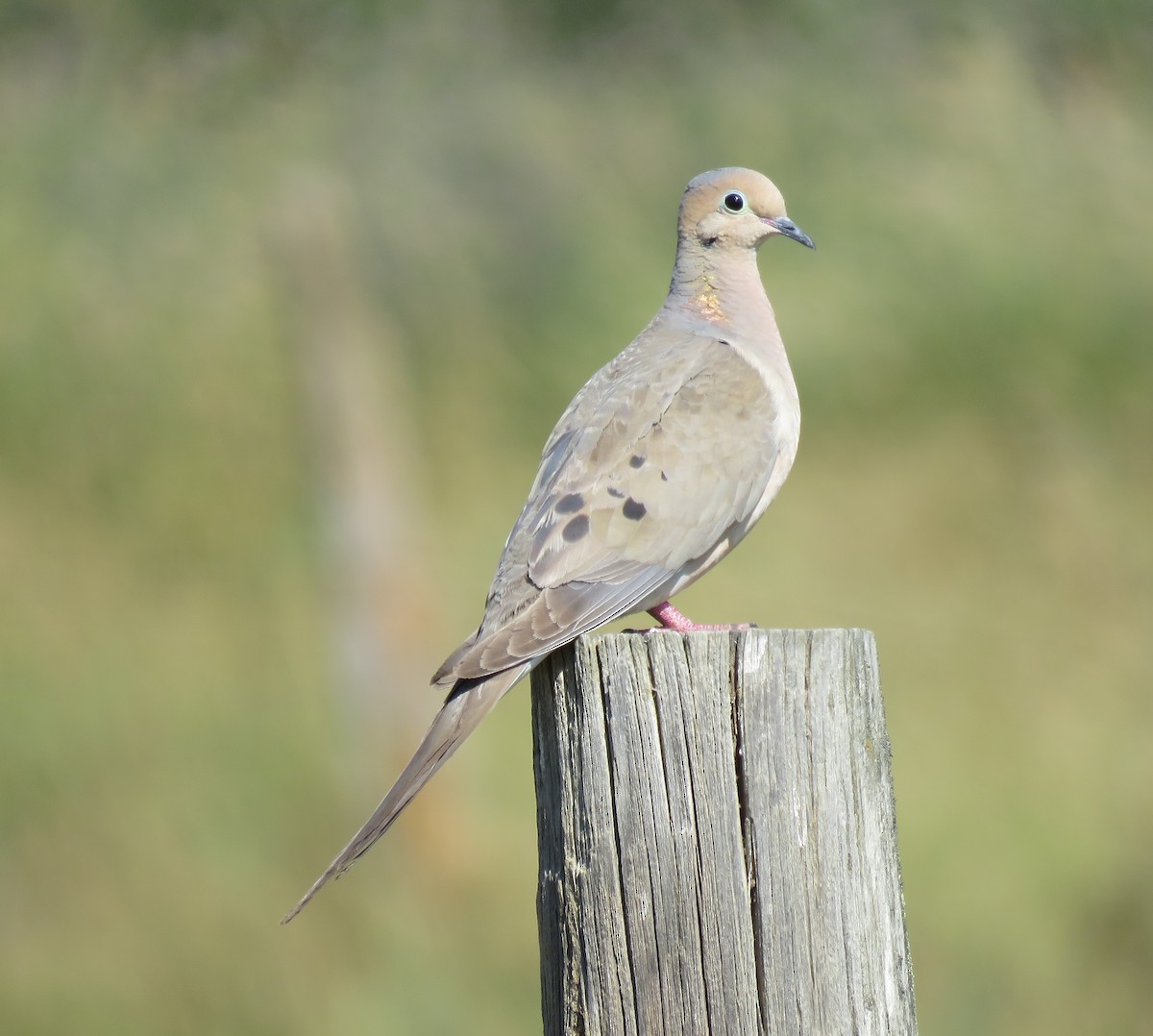 Mourning Dove - ML108857601