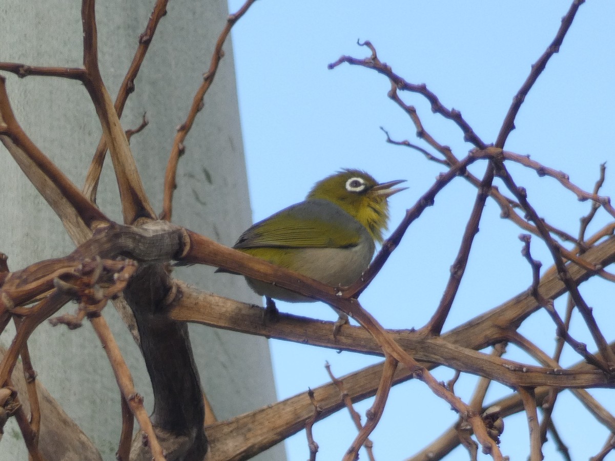 Silvereye - ML108858111