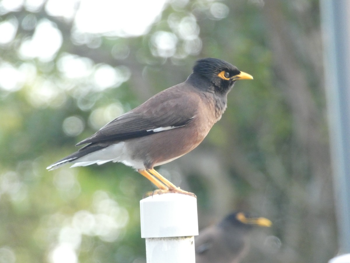 Common Myna - ML108858471