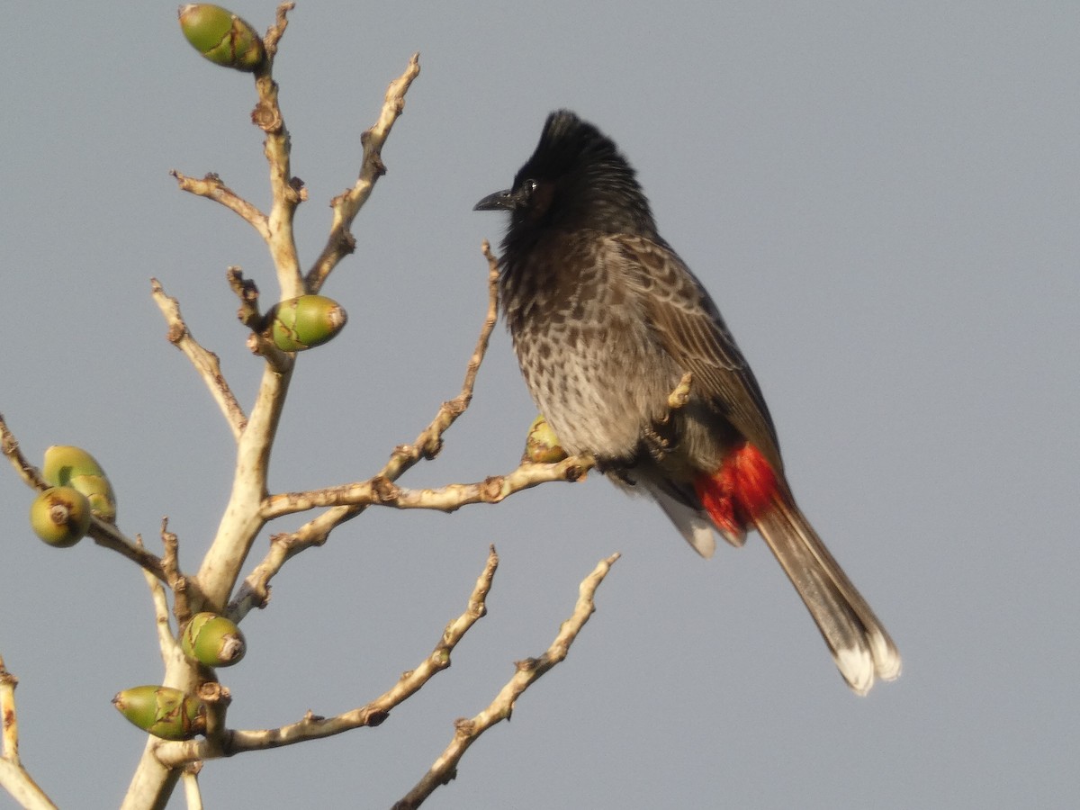 Bulbul à ventre rouge - ML108858611