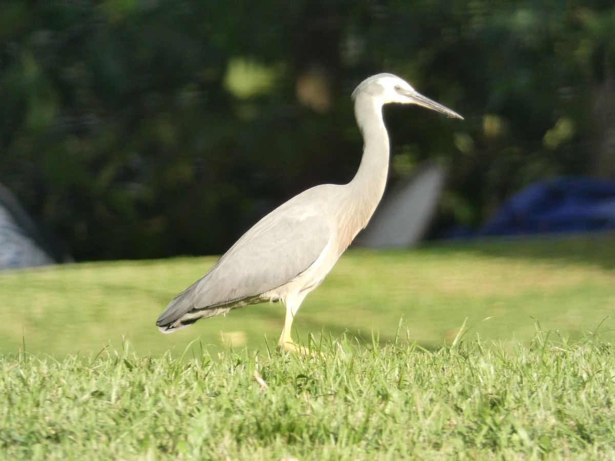 White-faced Heron - ML108858691