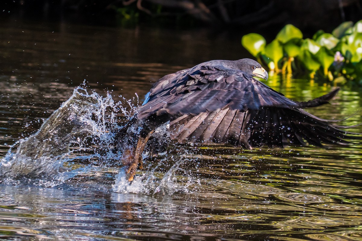 Great Black Hawk - ML108859141