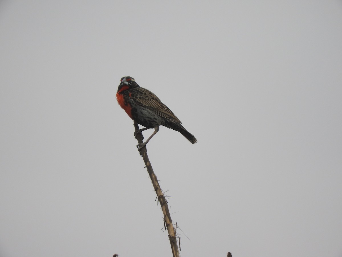 Peruvian Meadowlark - ML108859311