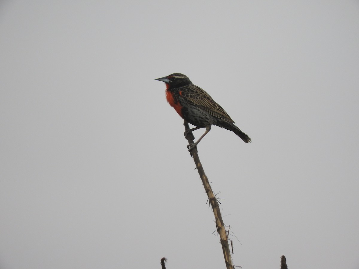 Peruvian Meadowlark - ML108859331