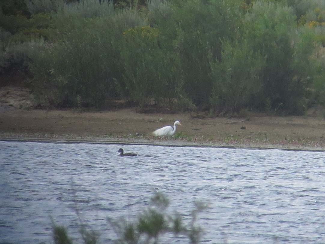 Great Egret - ML108859451