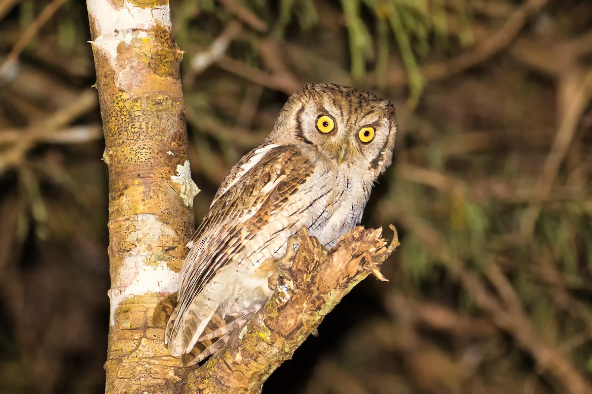 Tropical Screech-Owl - ML108859521