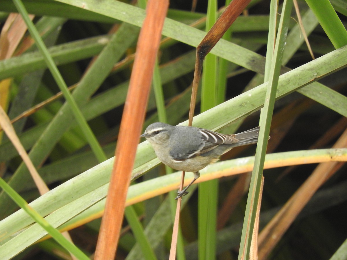 Cinereous Conebill - ML108859591