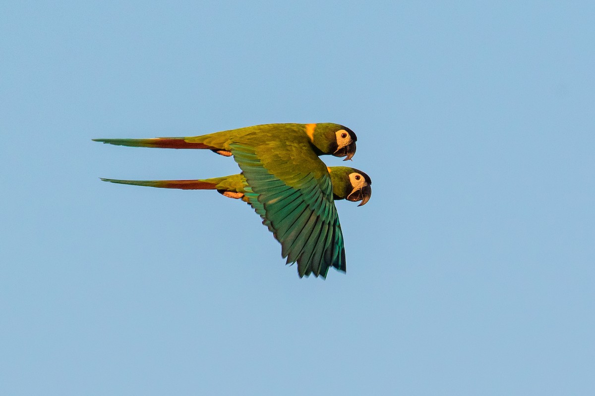 Yellow-collared Macaw - ML108859631