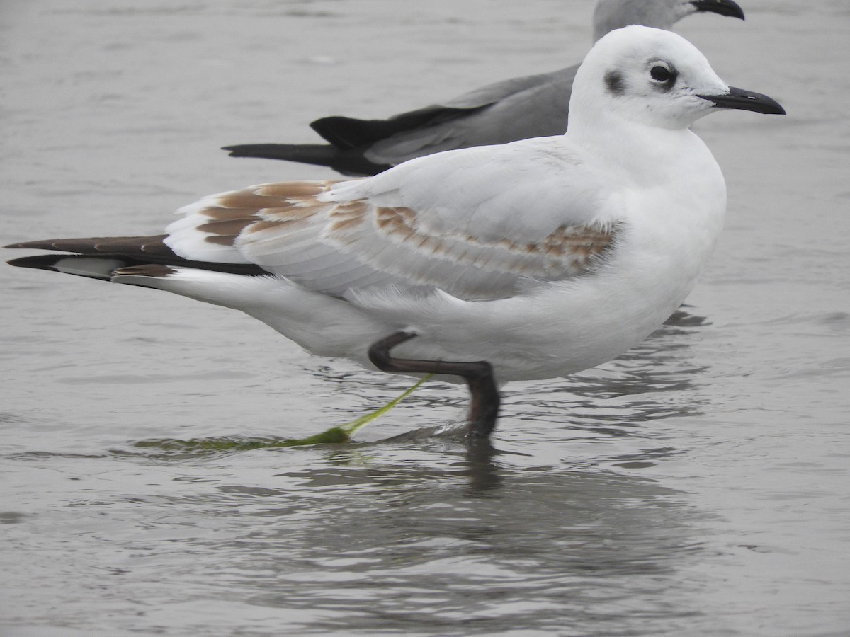 Andean Gull - Pablo Galdames