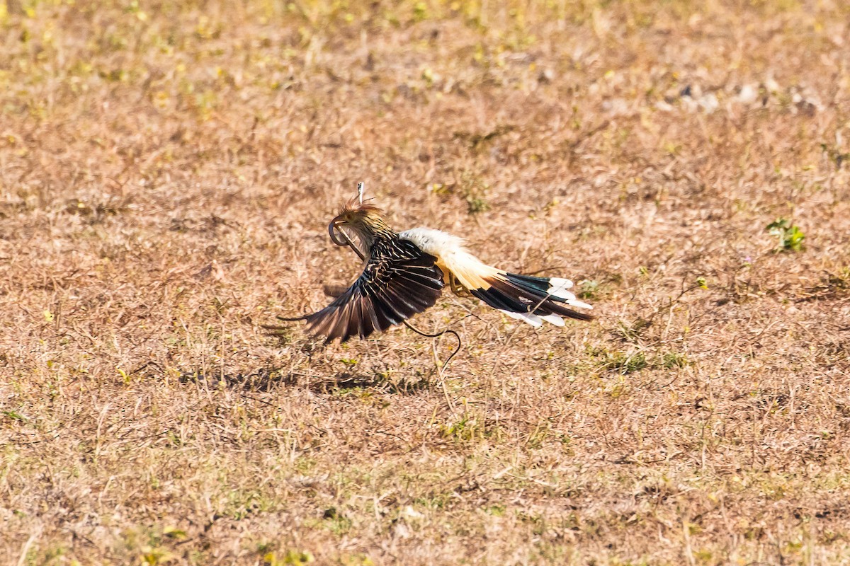 Guira Cuckoo - ML108860481